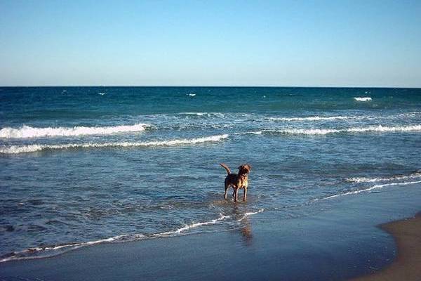 WHAT KIND OF BEACH CAN I FIND CLOSE TO ME?
